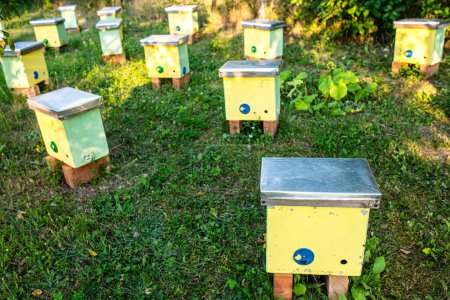 Sommergarten mit kleinen Kernbeuten zur Aufzucht von Bienenvölkern. Bienenstöcke im Garten. Imkerkonzept