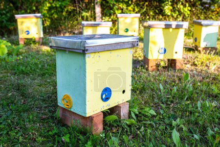 mit Kernbeuten zur Aufzucht junger Bienenvölker, sonniger Sommertag im Garten. Bienenstöcke im Garten eines Landhauses. Entwicklung und Fortpflanzung von Bienen