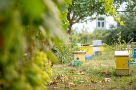 Kleine hölzerne Bienenstöcke inmitten des Grüns des Gartens dienen als Keimzelle für das Wachstum der Bienenvölker. Honigbienenstöcke im Weinberg im Sommer. Artenschutzkonzept