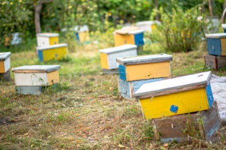Foto de Colmenas de núcleo colocadas en el jardín, fomentando el desarrollo de nuevas poblaciones de abejas durante el verano. Técnicas de apicultura y concepto de manejo de colonias - Imagen libre de derechos
