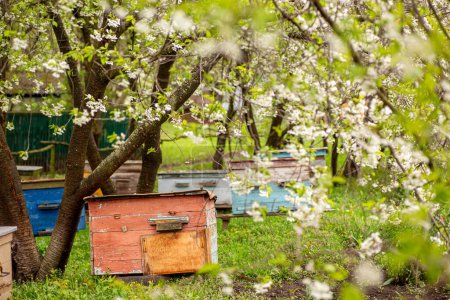 Foto de Colmenas en el jardín de un manzano en primavera. - Imagen libre de derechos