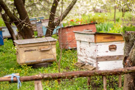 Photo for Beehives in the garden in spring. Beekeeping concept - Royalty Free Image