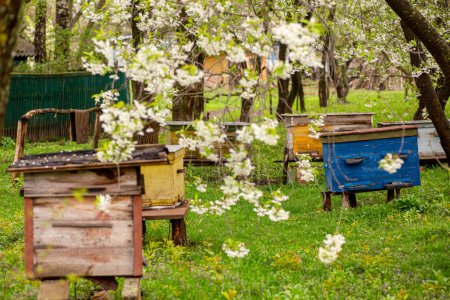 Foto de Colmenas en el jardín del huerto de manzanas en primavera - Imagen libre de derechos