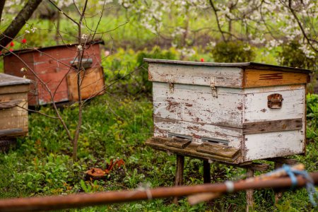 Alte Bienenstöcke in einem kleinen Bienenhaus im Garten zwischen Kirschblüten im Frühling. Frühjahrshonigsernten des Gartenhonigkonzeptes