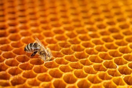 Téléchargez les photos : Abeille à miel en nid d'abeille dans le rucher, Une abeille mange du miel à partir de cellules de cire sur un saut dans une ruche. L'abeille savoure le miel du peigne, immergé dans les cellules, dans la lumière vive d'une journée d'été. Concept : Plaisir naturel - en image libre de droit
