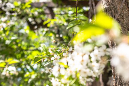 Foto de Rama de cerezo con flores durante la floración en primavera, vista de cerca. Concepto de esplendor de floración estacional - Imagen libre de derechos