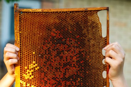 Téléchargez les photos : Un rayon de miel dans les mains d'un apiculteur. Concentration sélective - en image libre de droit