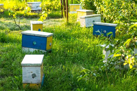 Téléchargez les photos : Des ruches dans le jardin. Au milieu du feuillage de l'été, ruches miniatures pour nourrir les colonies d'abeilles. Techniques apicoles et concept de gestion des colonies - en image libre de droit
