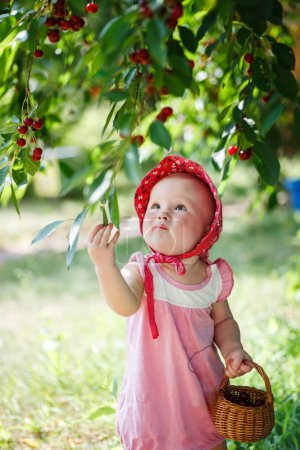 Kleinkind in Sommerkleidung pflückt fröhlich reife Kirschen von Zweigen, ihre pausbäckigen Finger greifen nach saftigen Beeren inmitten üppigen Grüns. Fröhliches Erntekonzept