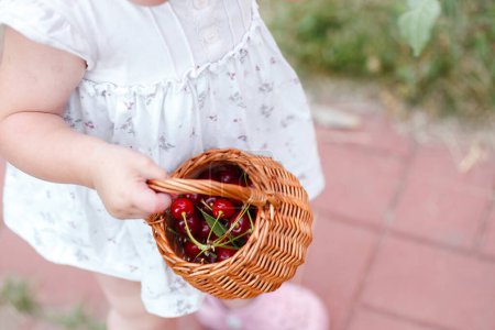 Photo for Basket filled with ripe cherries in hand of a little girl walking along a path in the garden. Exploration of Nature concept - Royalty Free Image