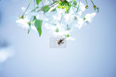 Foto de La miel de abeja recoge el néctar de las flores de cerezo durante el período de floración en primavera. Concepto apícola - Imagen libre de derechos