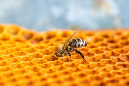 Die Biene extrahiert Honig aus der Wabe, eingebettet in ein kompliziertes Netzwerk von Zellen. Konzept: Symbiotische Harmonie