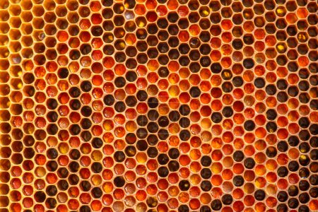 Téléchargez les photos : Cadre rempli de miel, mettant en valeur le miel doré dégoulinant du peigne et entouré de morceaux de pain d'abeille. essence de l'apiculture et une alimentation saine, la générosité naturelle de la ruche et les offrandes nutritives - en image libre de droit