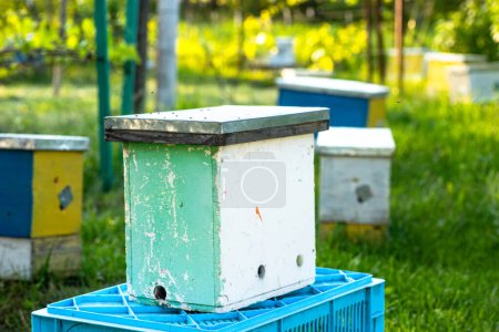 Téléchargez les photos : Ruches miniatures positionnées pour l'élevage saisonnier des colonies d'abeilles dans le jardin. Nucleus ruches pour la reproduction des reines abeilles. Concept d'insémination artificielle des abeilles - en image libre de droit
