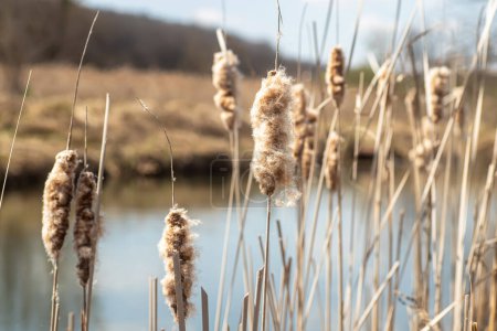 Dry cattails with fluffy seeds in autumn near lake against background of forest