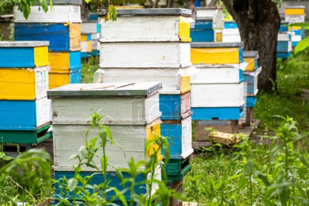 Téléchargez les photos : Des ruches dans le jardin. Techniques apicoles et concept de gestion des colonies - en image libre de droit