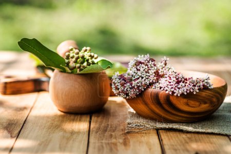 Asclepias, milkweeds, Eco-friendly wooden utensils on rustic table on grass background in the sun. The concept of toxic substances in plants for medicinal use.