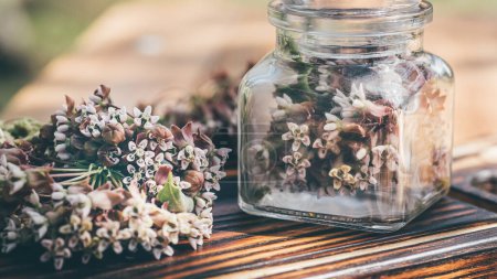 Virginia silkweed Fleurs collectées en bouteille transparente avec un bouchon cortical. Et inflorescences fraîches fleur de papillon, herbe à soie, moût d'hirondelle soyeux, Asclépiades dans un plat en bois sur la table