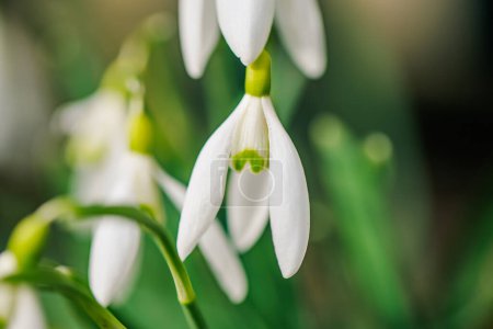 Schneeglöckchen enthüllen komplizierte Details ihrer weißen Blütenblätter und grünen Stängel, die Hoffnung und Erneuerung symbolisieren, während der Winter vergeht. Frühlingserwachen-Konzept.