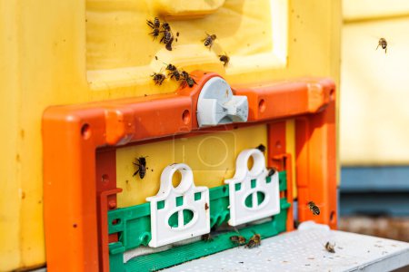 Foto de Bees emerge from the modern plastic hives rectangular openings, symbolizing the harmony of tradition and innovation in beekeeping. Concept: Modern Sustainability. - Imagen libre de derechos