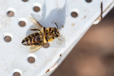 Foto de Near the hive entrance, a lifeless bee lies motionless, its tiny body a poignant reminder of the fragility of life within the bustling colony. A solemn scene of loss amidst the hives busy activity - Imagen libre de derechos
