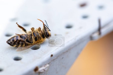 Die tote Biene liegt regungslos mit gefalteten Flügeln auf dem Rücken an der Schwelle zum Stock. Ein dunkler Moment im täglichen Leben des Bienenstocks, eine Erinnerung an die Risiken, denen sie ausgesetzt sind. Fragilität des Naturkonzepts.