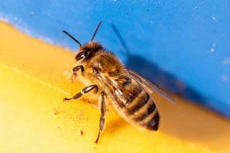 Honigbiene auf gelbem und blauem Hintergrund. Ukrainische Honigbiene auf einem Bienenstock, der in den Farben der ukrainischen Nationalflagge bemalt ist