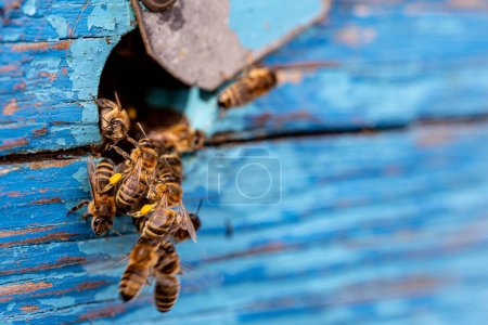 Bees emerge from the weathered wooden hives circular entrance, a symbol of renewal and industrious activity within the aging structure. Natures Resilience Concept