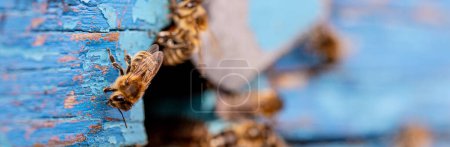 Téléchargez les photos : Emerging from the round aperture of the aged wooden hive, bees embark on their daily quest for nectar and pollen, their flight a testament to the enduring strength and resilience of the hive. Timeless - en image libre de droit