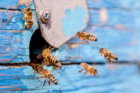 Foto de De la puerta redonda de la colmena resistida emergen las abejas, sus alas zumbantes una melodía de productividad y cooperación, resonando a través de la envejecida estructura de madera. Concepto de actividad armoniosa. - Imagen libre de derechos