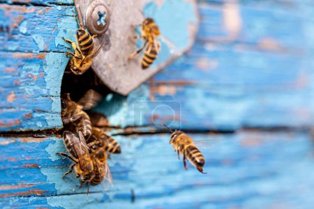 Téléchargez les photos : Bees spill forth from the circular entrance of the aged wooden hive, a vibrant tableau of life and activity against the backdrop of weathered wood, symbolizing the eternal cycle of growth and renewal - en image libre de droit