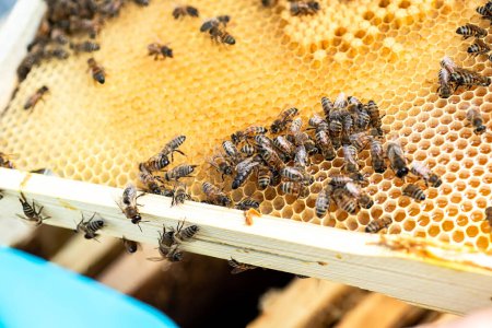 Queen bee surrounded by nurse bees on wax frame, attending to her and fostering the colony. Insemination queen bee concept