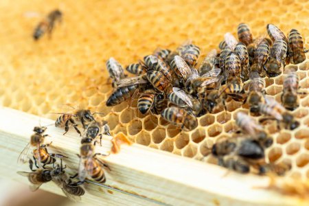 Téléchargez les photos : Plan détaillé d'une reine abeille, accompagnée d'abeilles ouvrières, illustrant l'organisation de la colonie. - en image libre de droit