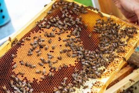 Téléchargez les photos : Description d'un cadre avec abeilles et miel mature scellé. - en image libre de droit