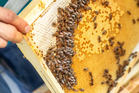 Téléchargez les photos : Regardez la main habile de l'apiculteur couper dans un cadre, révélant des rangées de cellules scellées débordant de miel doré. - en image libre de droit