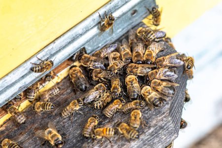 Photo for Expelling drones from the hive entrance. Drones, male bees, are seen sitting near the hive's entrance, a seasonal beekeeping activity crucial for colony health and management - Royalty Free Image