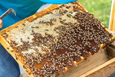 Téléchargez les photos : Plongez dans l'artisanat de l'apiculteur alors qu'il récolte soigneusement les rayons de miel, mettant en valeur le motif complexe de la cire d'abeille et de l'or liquide. - en image libre de droit