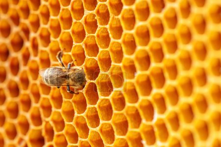 Foto de La abeja recoge delicadamente el néctar de las células doradas de panal de abeja en el colmenar. - Imagen libre de derechos