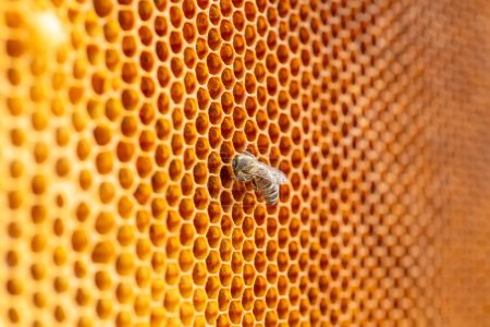 Biene neigt eifrig zu honiggefüllten sechseckigen Zellen und schafft so die perfekte Mischung aus Süße und Gesundheit.