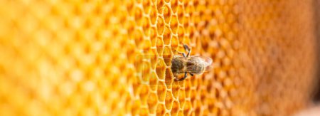 Foto de Abeja trabaja diligentemente en un marco de panal, llenando cada célula con miel nutritiva. - Imagen libre de derechos