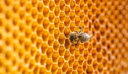 abeja expertamente navega por el panal, recogiendo néctar de células amarillas vibrantes.