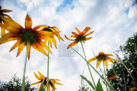 Photo for Rudbeckia hirta, coneflowers and black-eyed-susans on a flowerbed in the park against the background of the sky - Royalty Free Image