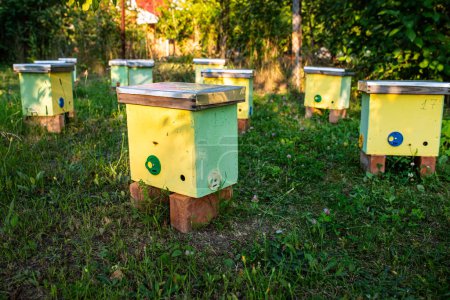 Photo for Featuring nucleus hives for raising young bee colonies, sunny summer day in the garden. Beehives in the garden of a country house. Development and reproduction of bees concept - Royalty Free Image
