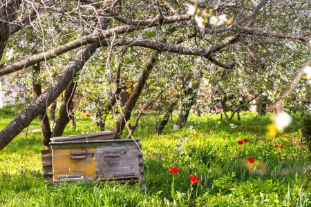 Photo for One old wooden beehive in a cherry orchard during the flowering period and the collection of spring honey and pollen. Spring honey collection concept. - Royalty Free Image