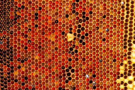 Foto de Primer plano de un marco de panal lleno de miel, mostrando la bondad dorada de la generosidad de la naturaleza. colmena de concepto de alimentación saludable. - Imagen libre de derechos