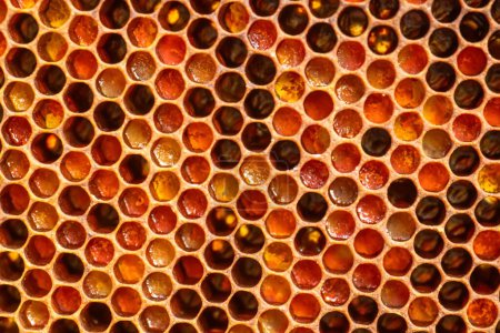 Foto de Marco panal, lleno de miel dorada y pan de abeja, evocando la esencia del concepto de apicultura y nutrición. - Imagen libre de derechos