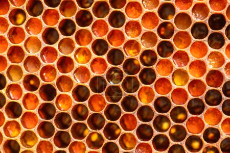 Téléchargez les photos : Structure hexagonale complexe d'un cadre en nid d'abeille. Le miel et le pain d'abeille, ornés de gouttes de miel, illustrent la beauté naturelle du concept d'apiculture et de nutrition. - en image libre de droit