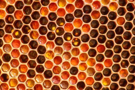 Foto de Marco de panal lleno de miel. Pan de miel y abeja, enfatizando la simplicidad y belleza del concepto de apicultura y estilo de vida saludable. - Imagen libre de derechos