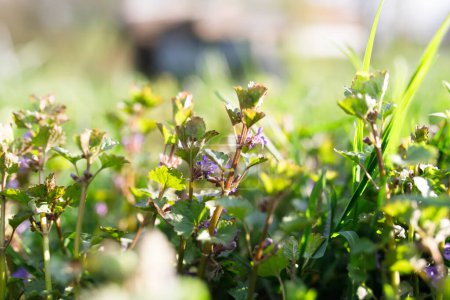 Glechoma hederacea, creeping charlie, alehoof, tunhoof, catsfoot, field balm in spring on lawn during flowering.