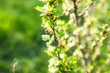 Photo for Blooming red currant bush with green leaves on blurred background - Royalty Free Image
